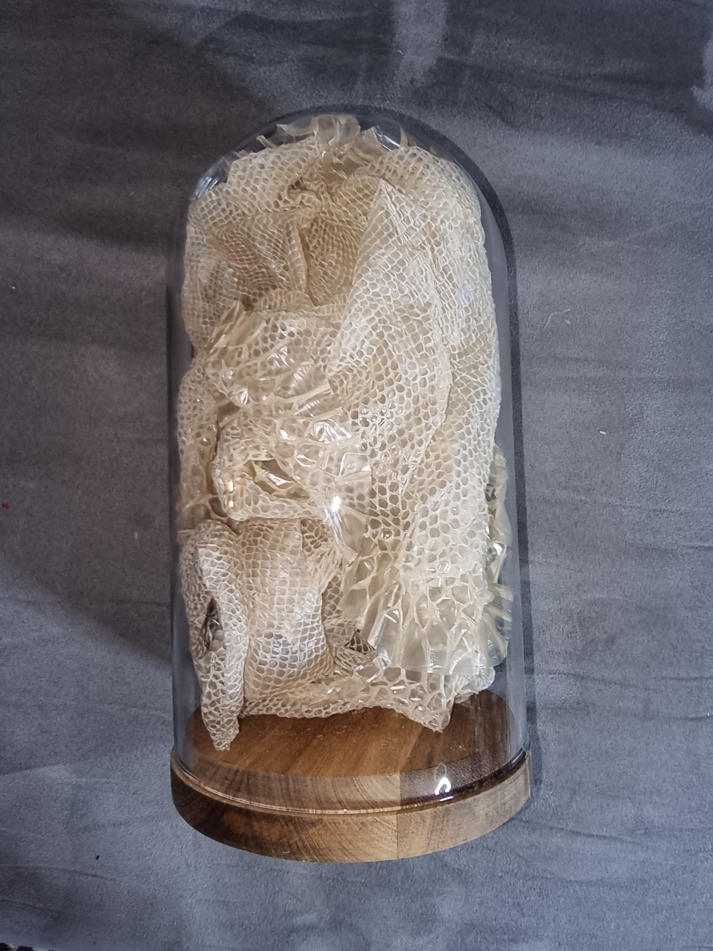 Golden ball python skin.