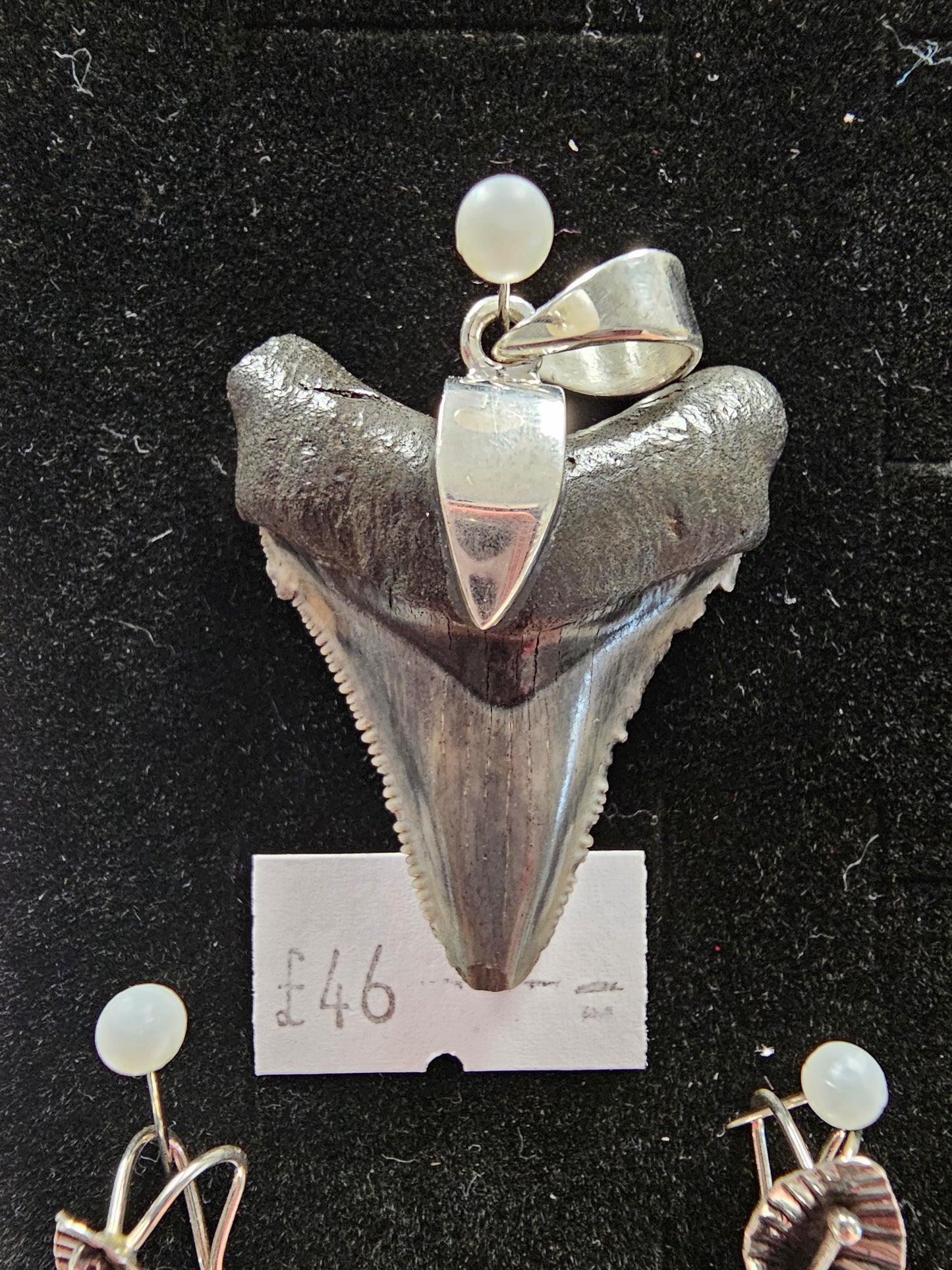 Megalodon Tooth pendant, 925 silver fitting