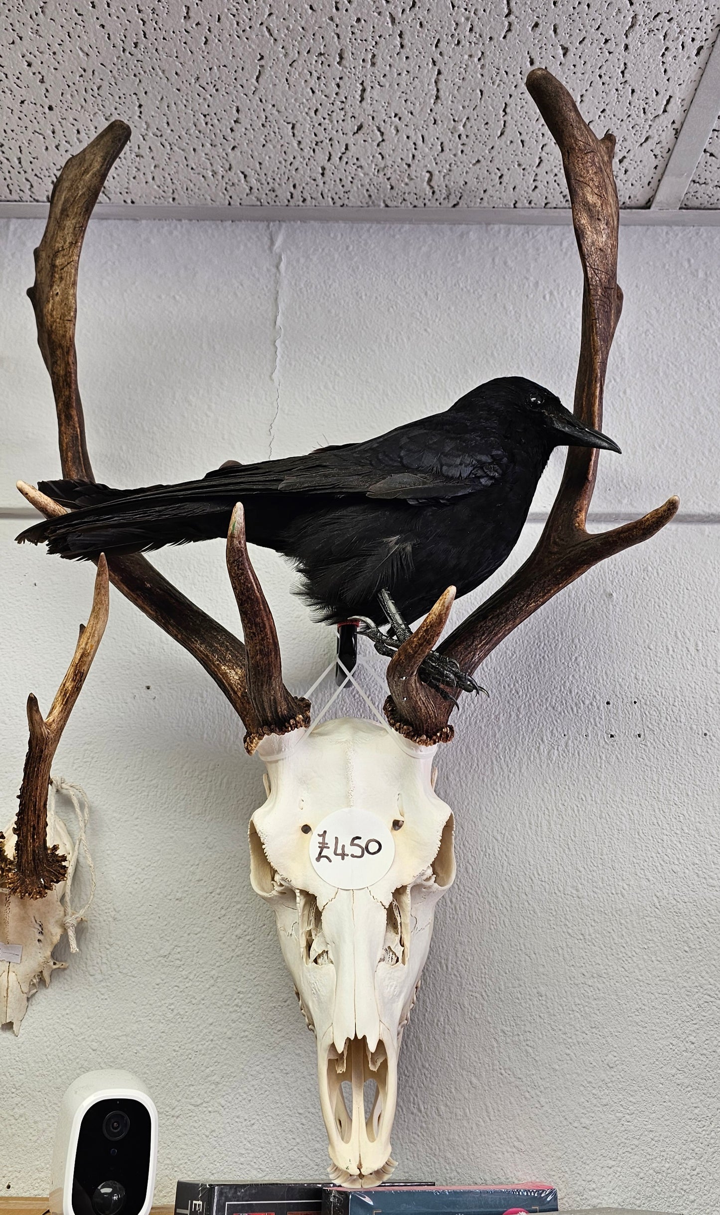 Fallow Deer Skull with Full Jawbone and Attached Crow