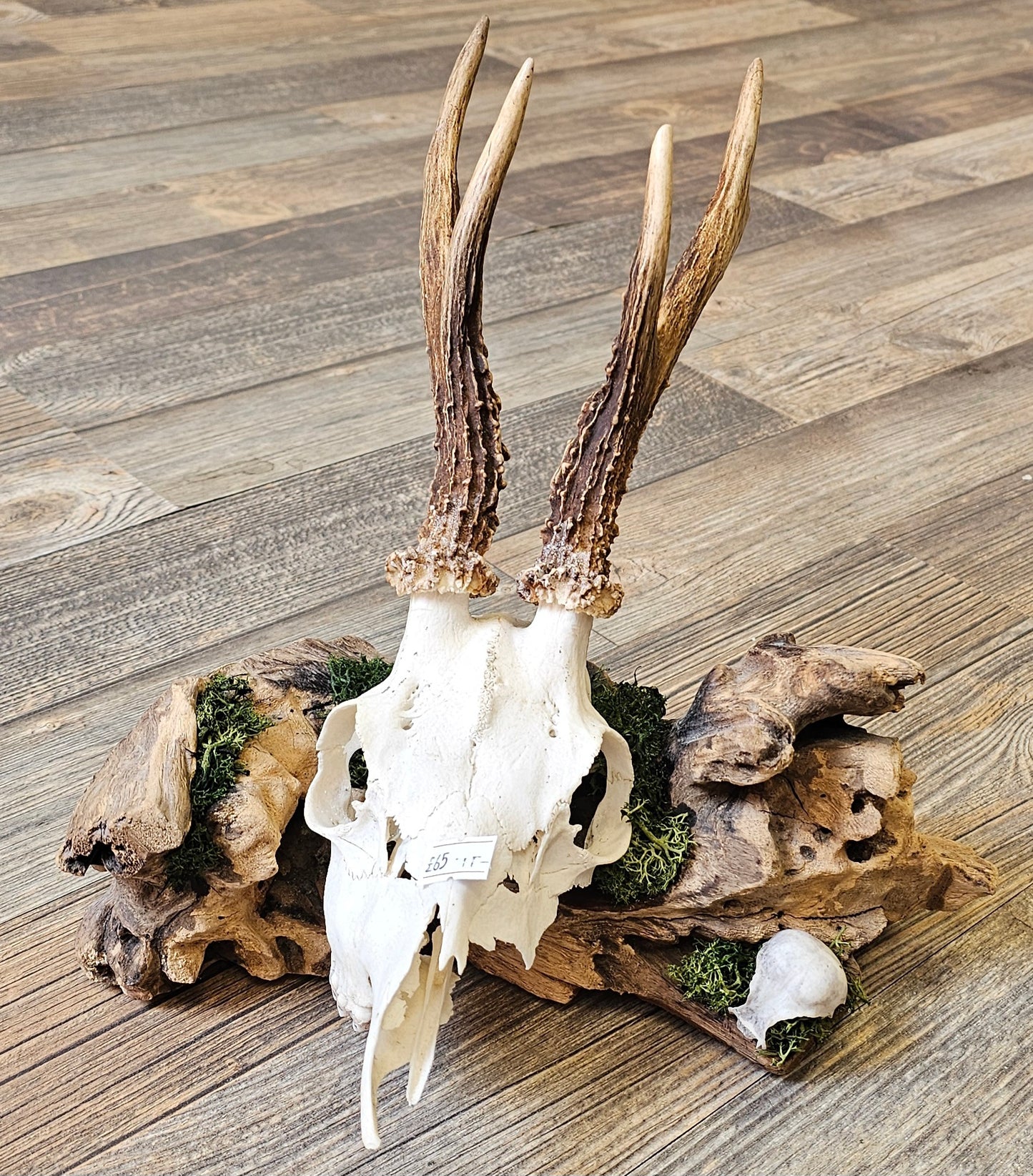 Muntjac & Bird Skull set on Log