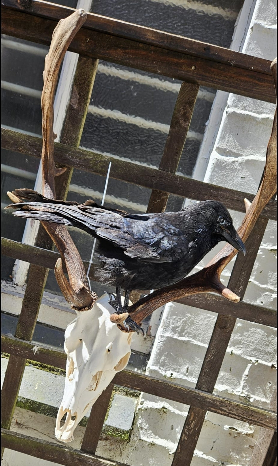 Fallow Deer Skull with Full Jawbone and Attached Crow