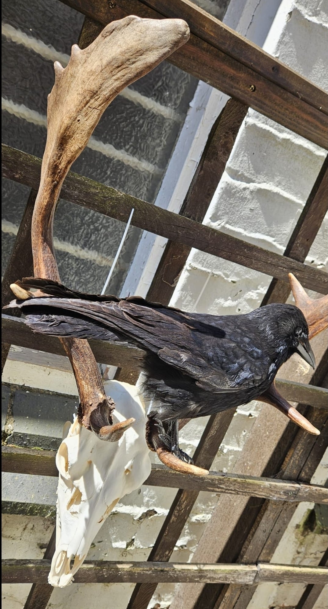 Fallow Deer Skull with Full Jawbone and Attached Crow