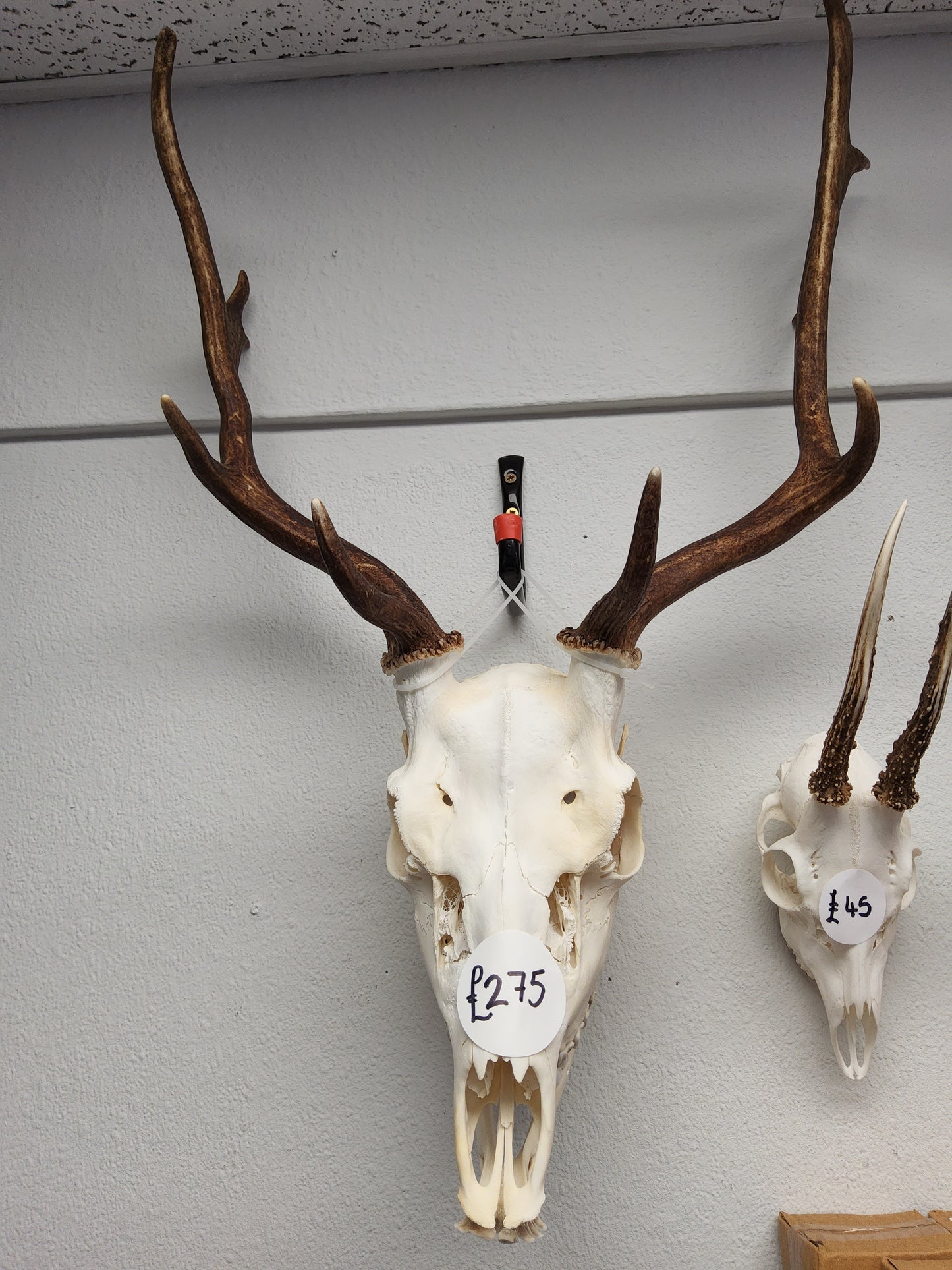 Fallow Deer Skull with Full Jawbone