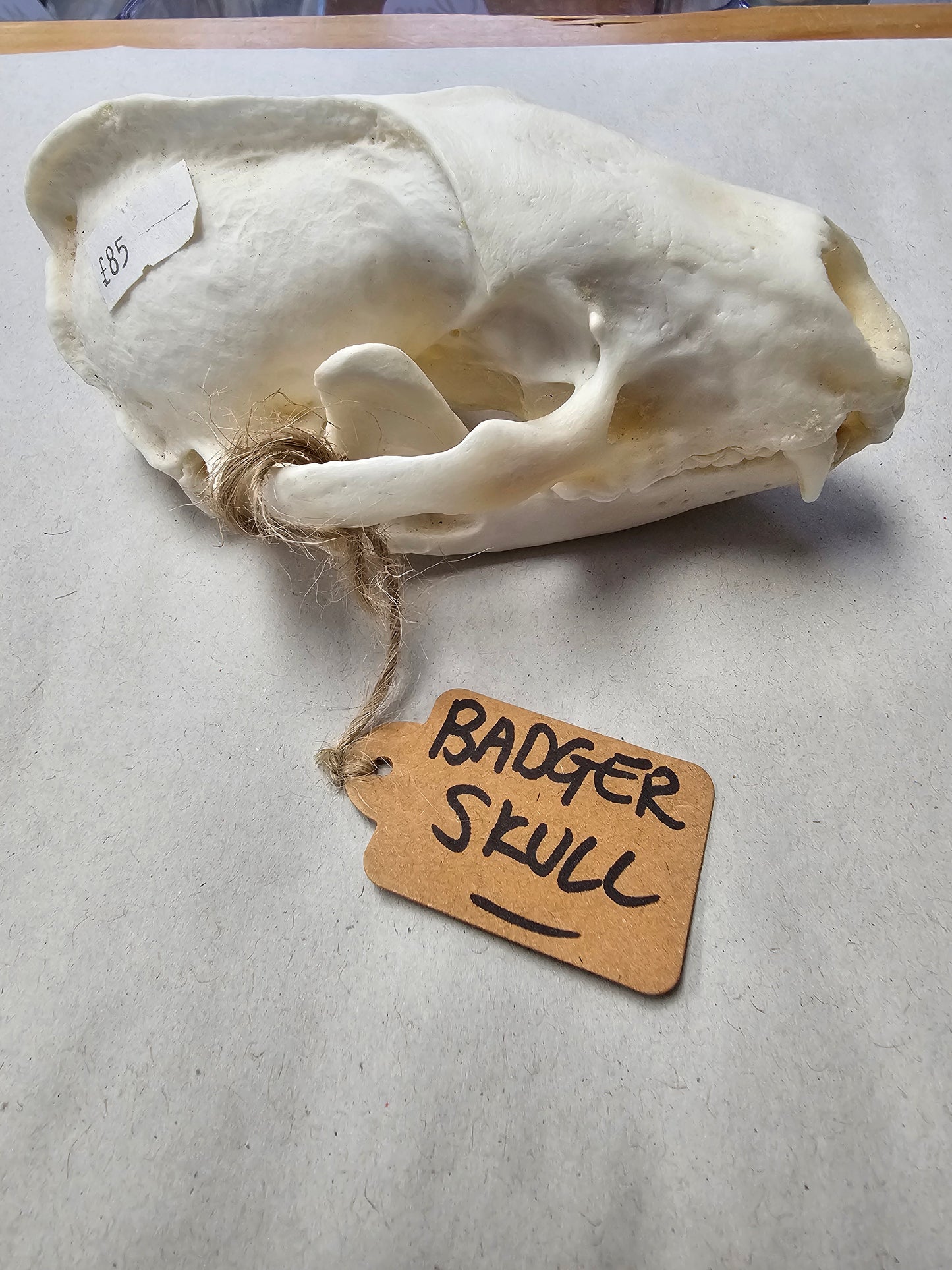 Badger Skull with Full Jawbone