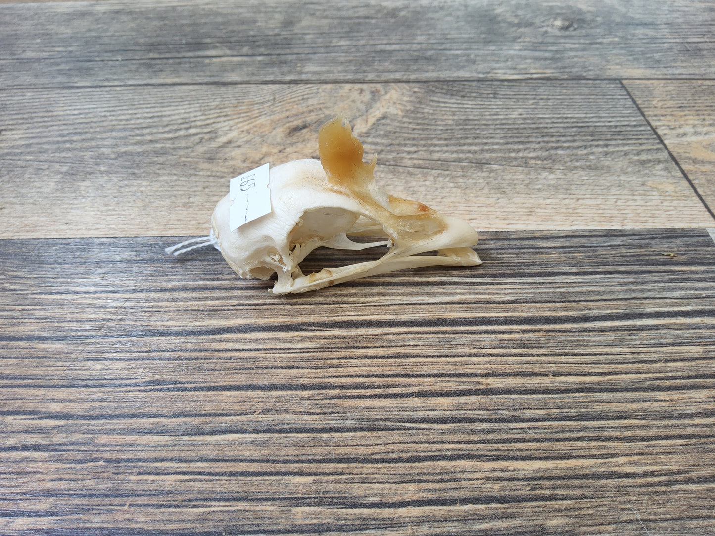 Chicken Skull with Full Jawbone