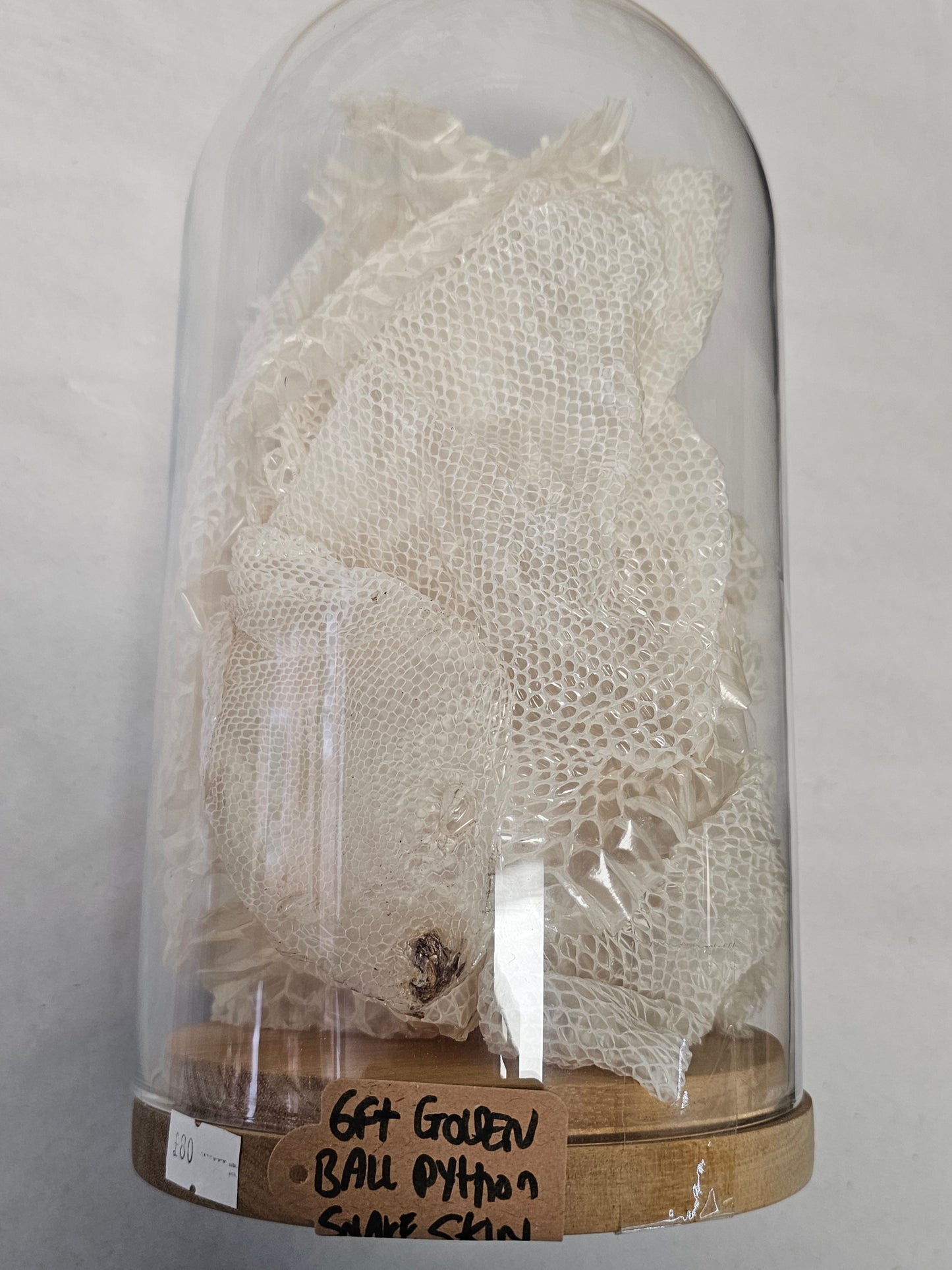 Golden Ball Python Skin 6ft