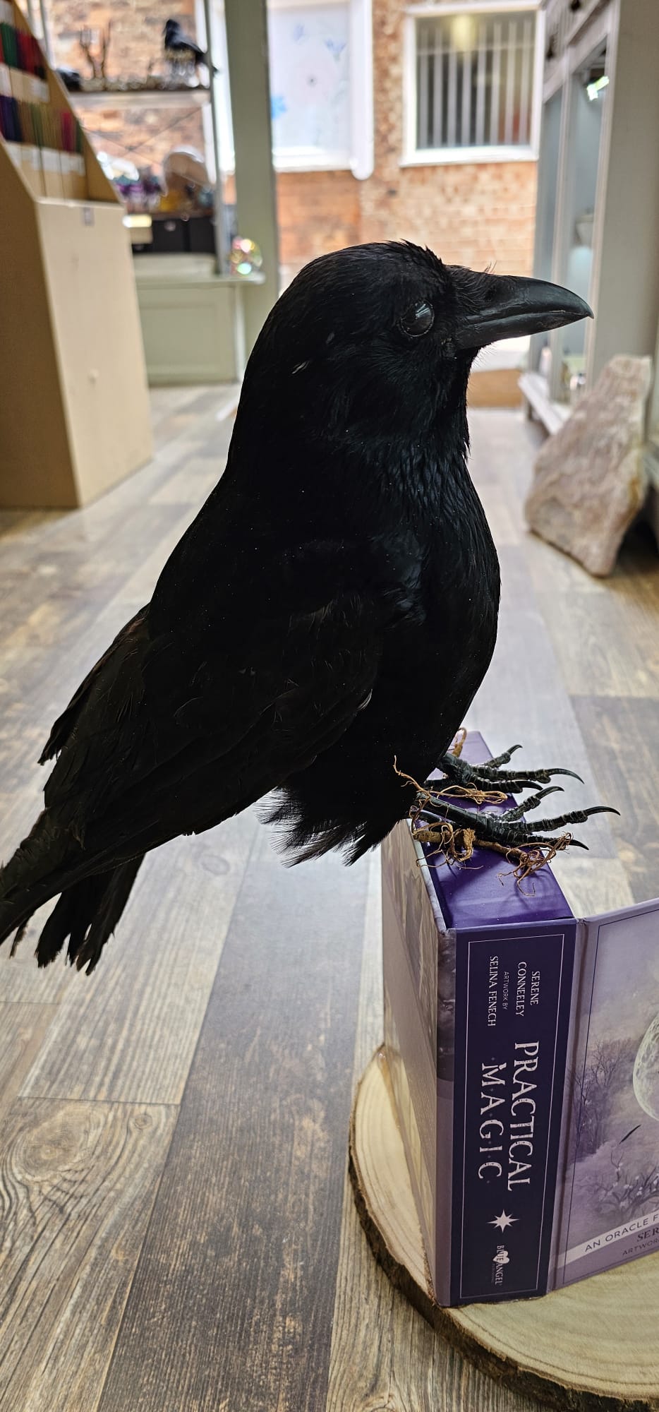 Crow taxidermy on a oracle deck.