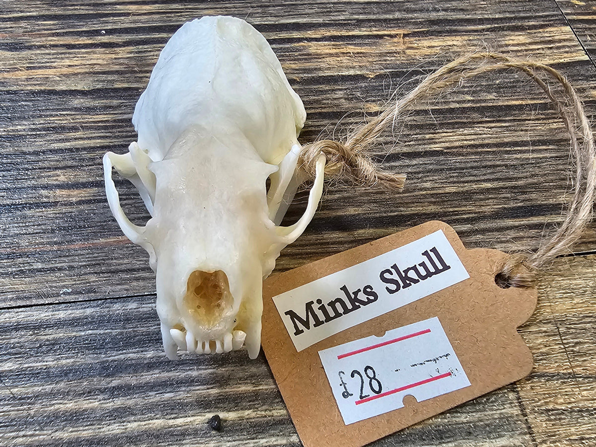 Minks Skull with Full Jawbone
