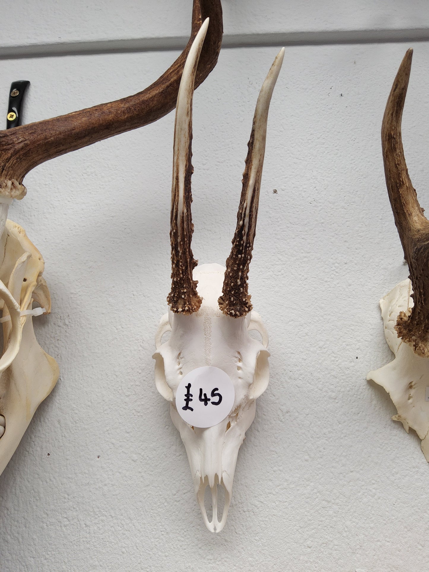 Roe Deer Skull