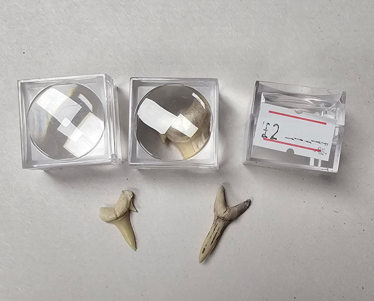 Shark Tooth (1 Random)