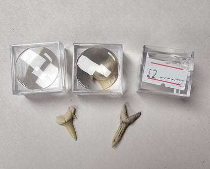 Shark Tooth (1 Random)