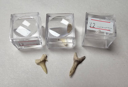 Shark Tooth (1 Random)