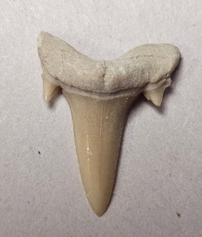 Shark Tooth (1 Random)