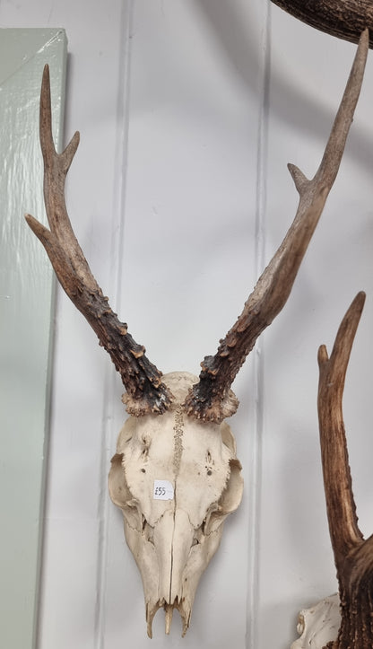 Genuine Deer head #2