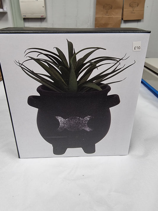 Cauldron plant pot