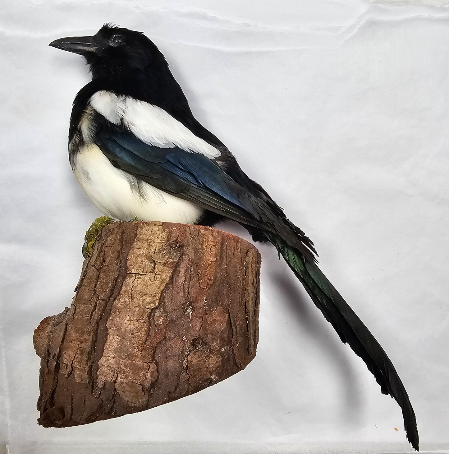 Taxidermy Magpie