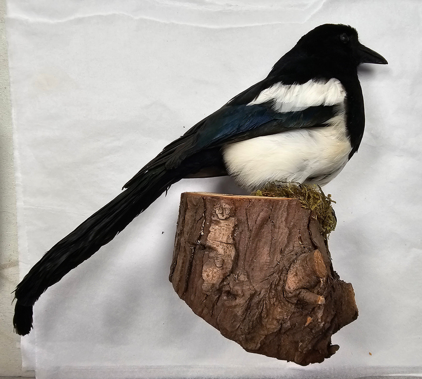 Taxidermy Magpie