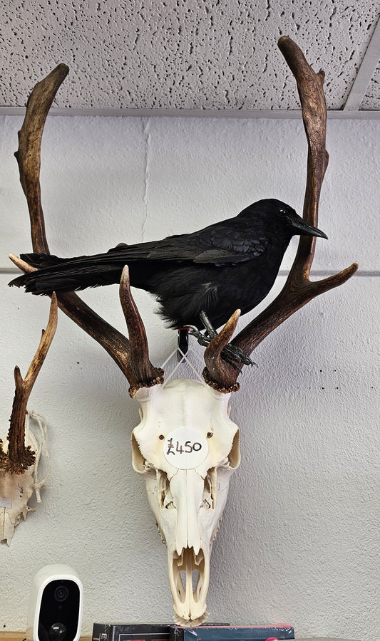 Fallow Deer Skull with Full Jawbone and Attached Crow
