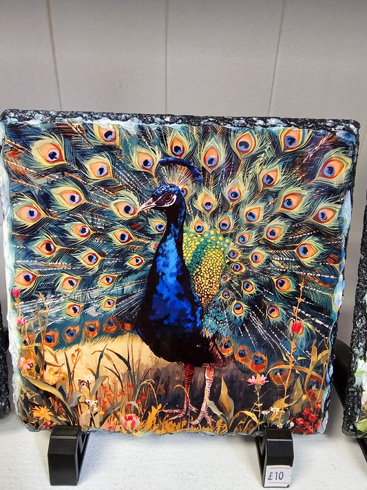 Peacock 14 x 14cm Slate