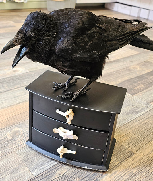 Beautiful Large Crow set on Working Drawers