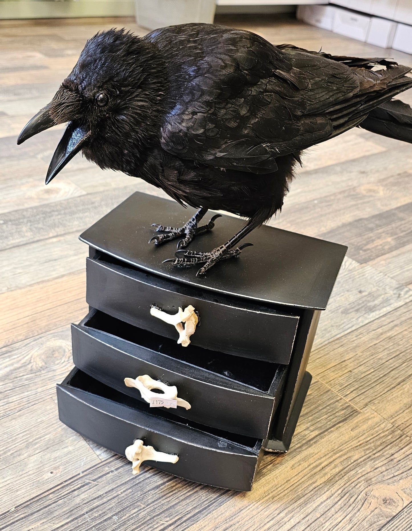 Beautiful Large Crow set on Working Drawers