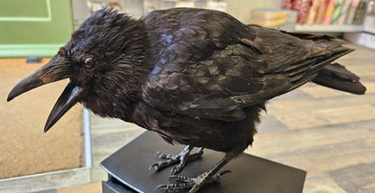 Beautiful Large Crow set on Working Drawers