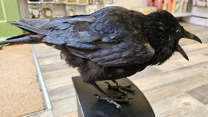Beautiful Large Crow set on Working Drawers