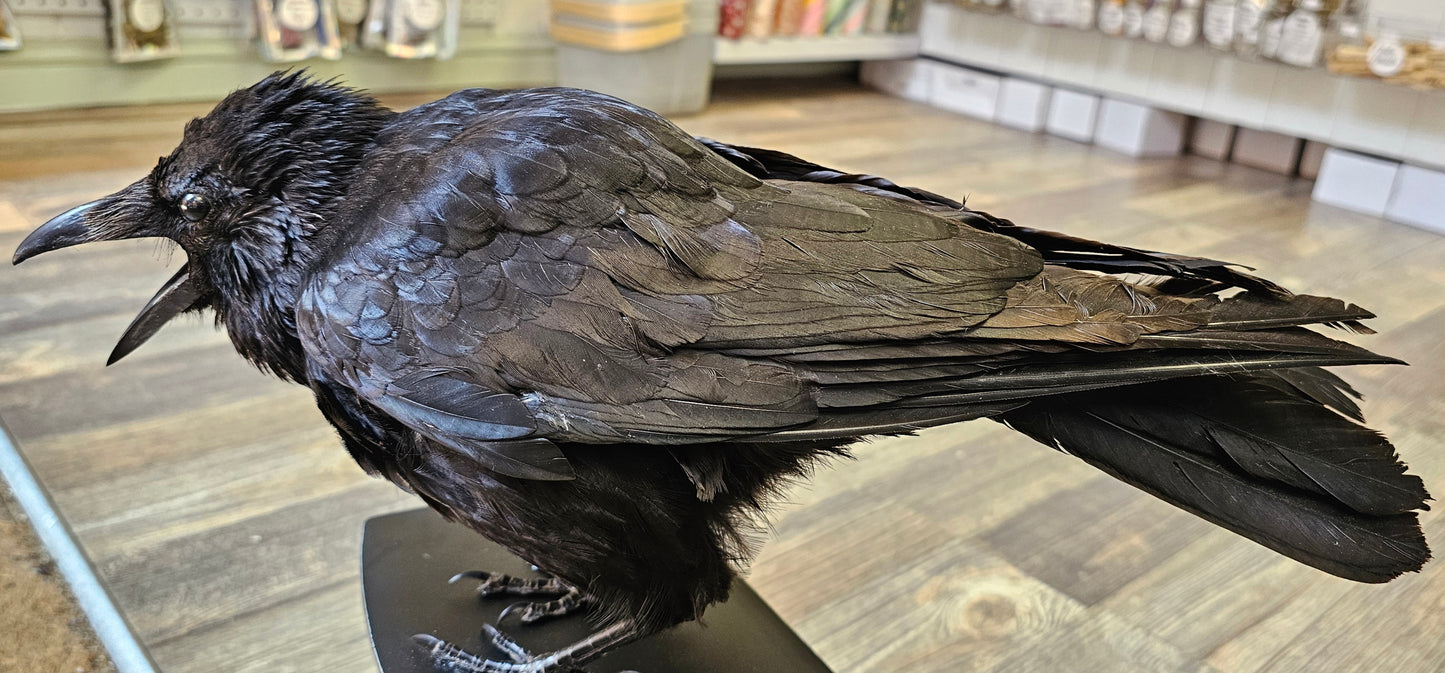 Beautiful Large Crow set on Working Drawers