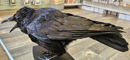 Beautiful Large Crow set on Working Drawers