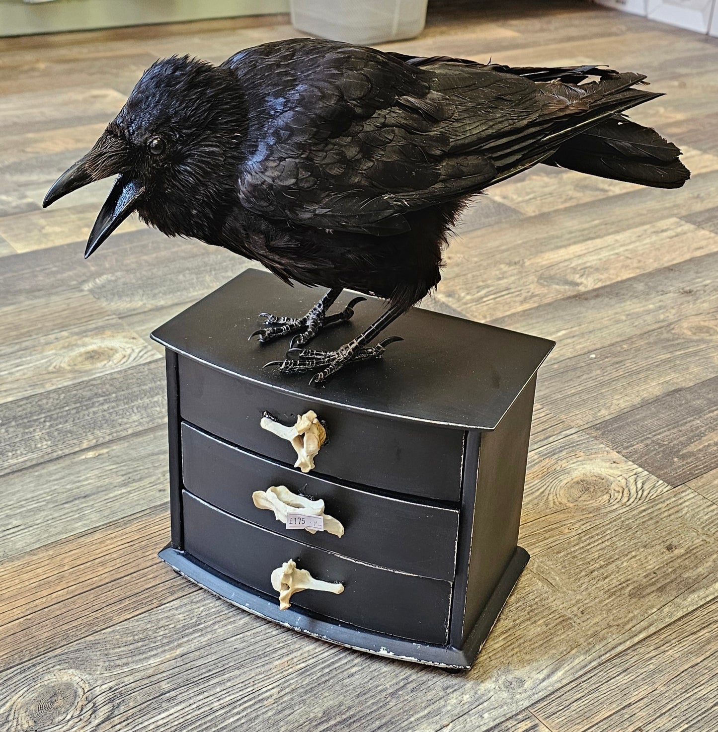 Beautiful Large Crow set on Working Drawers