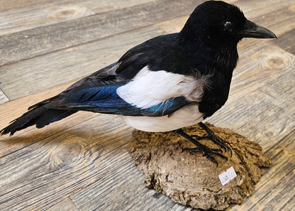 Beautifully set Magpie