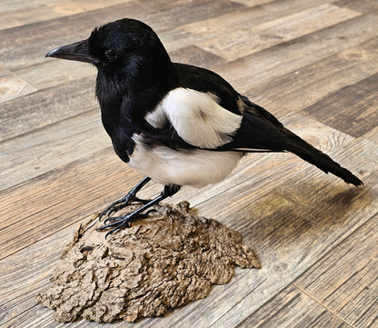 Beautifully set Magpie