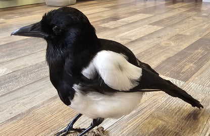 Beautifully set Magpie