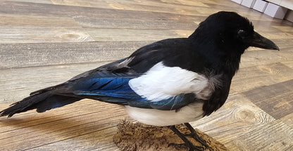 Beautifully set Magpie