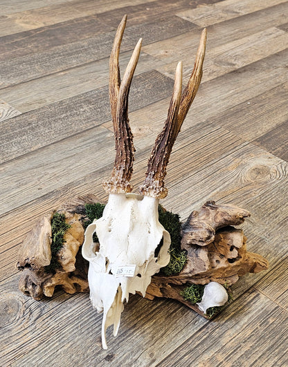 Muntjac & Bird Skull set on Log