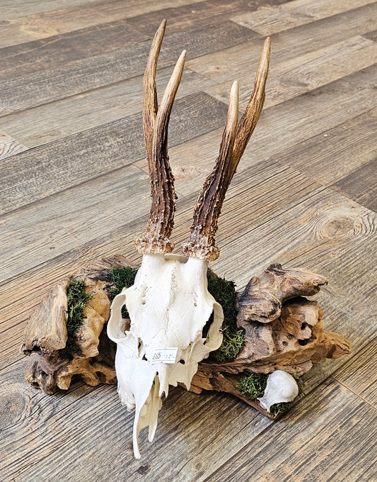 Muntjac & Bird Skull set on Log