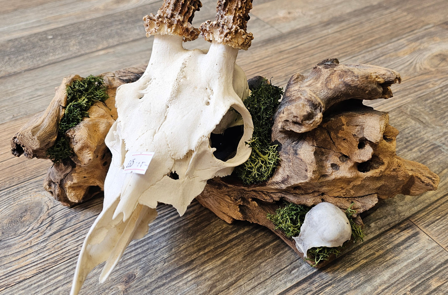 Muntjac & Bird Skull set on Log