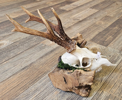 Muntjac & Bird Skull set on Log