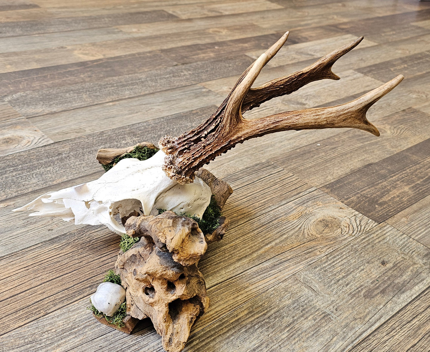 Muntjac & Bird Skull set on Log