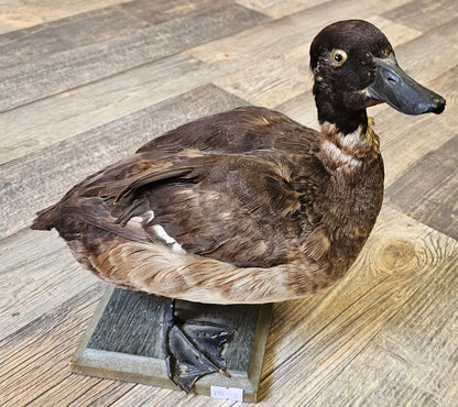 Very Old Taxidermy Duck (Victorian Times)