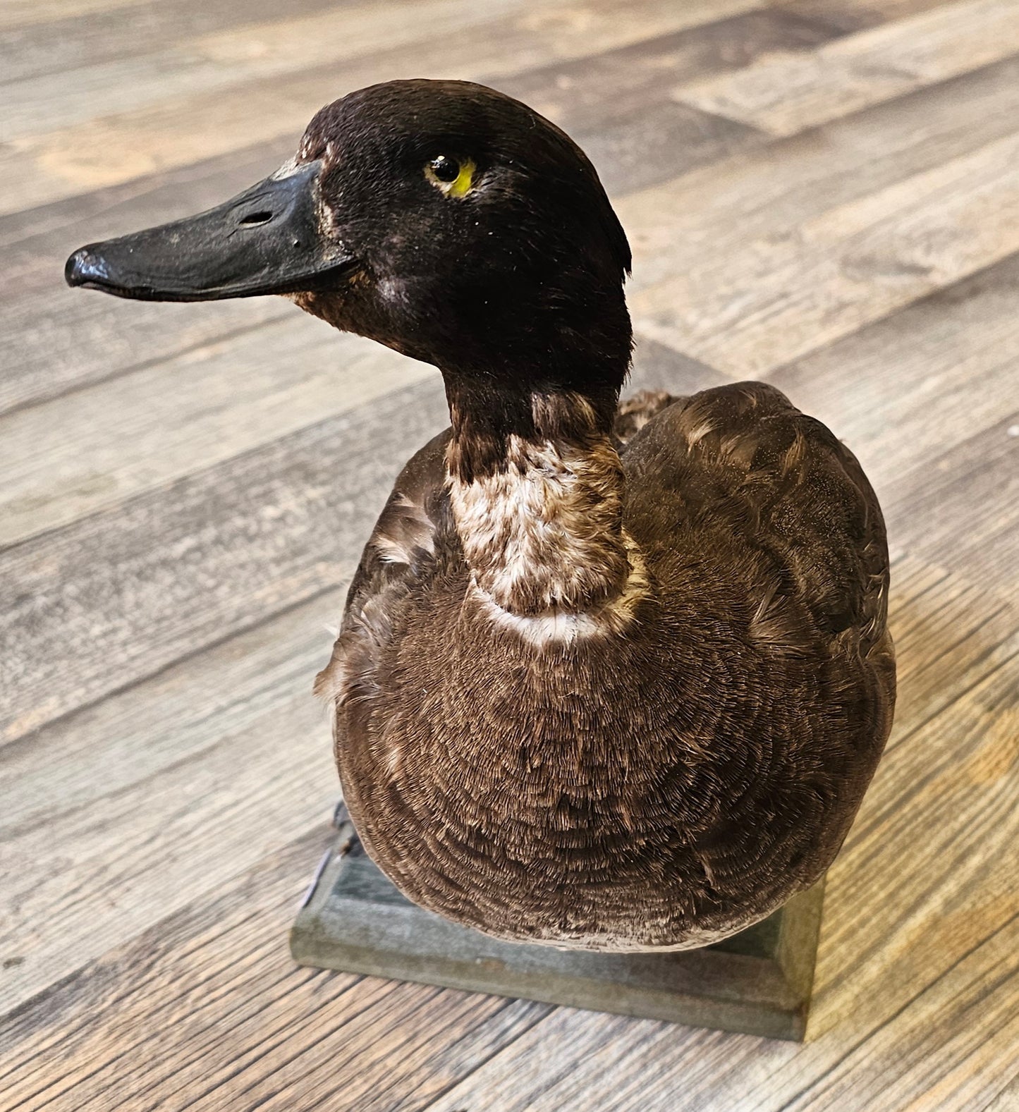 Very Old Taxidermy Duck (Victorian Times)