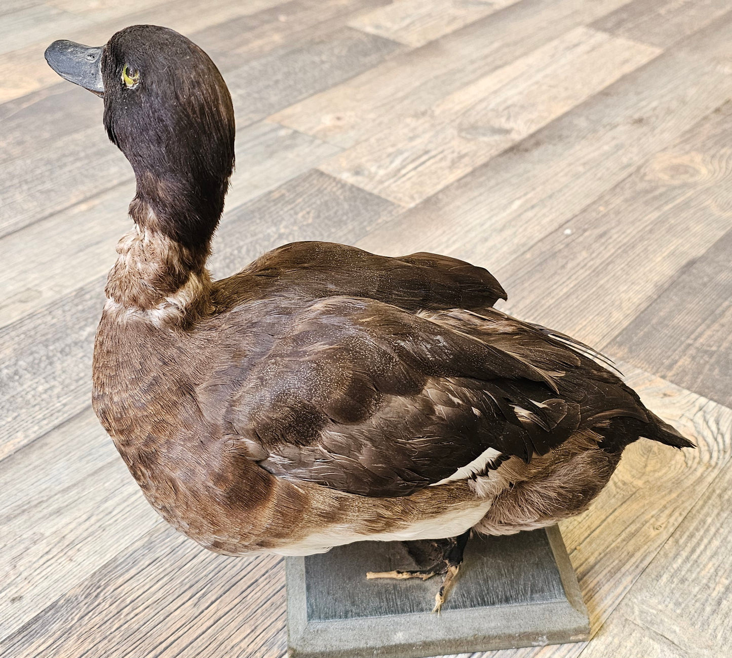 Very Old Taxidermy Duck (Victorian Times)