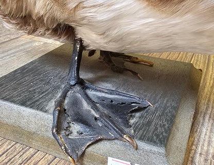 Very Old Taxidermy Duck (Victorian Times)