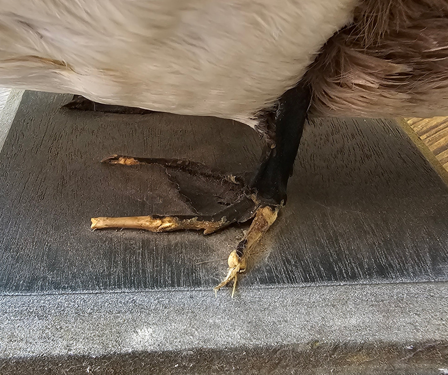 Very Old Taxidermy Duck (Victorian Times)