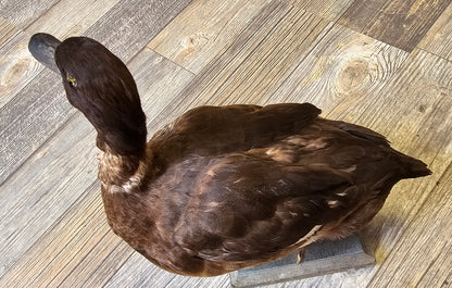 Very Old Taxidermy Duck (Victorian Times)