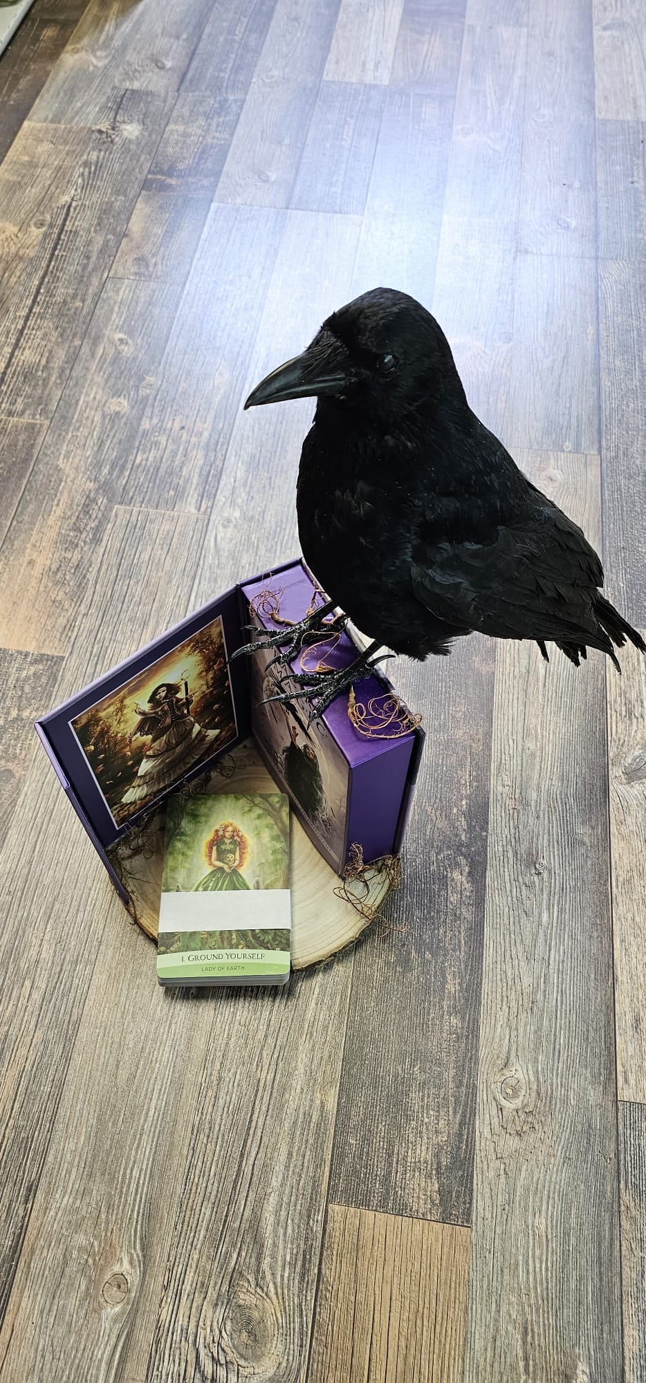 Crow taxidermy on a oracle deck.