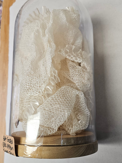 Golden Ball Python Skin 6ft