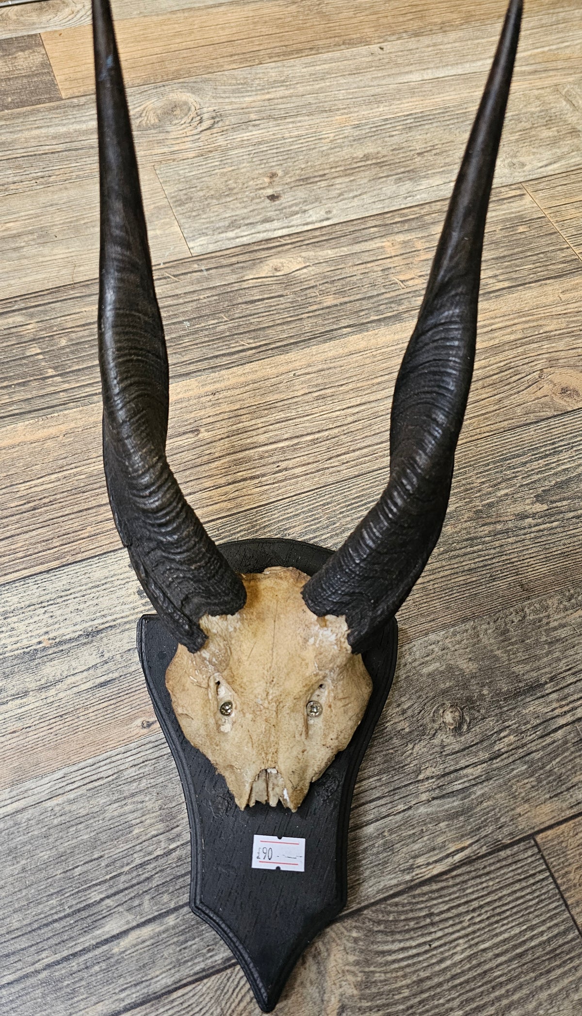 Deer Horns on wall mount