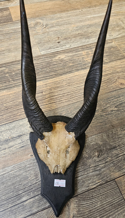 Deer Horns on wall mount