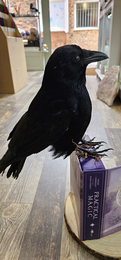 Crow taxidermy on a oracle deck.